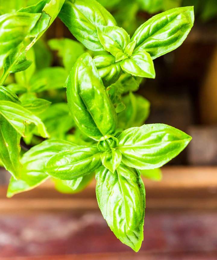 Fresh Basil Miami