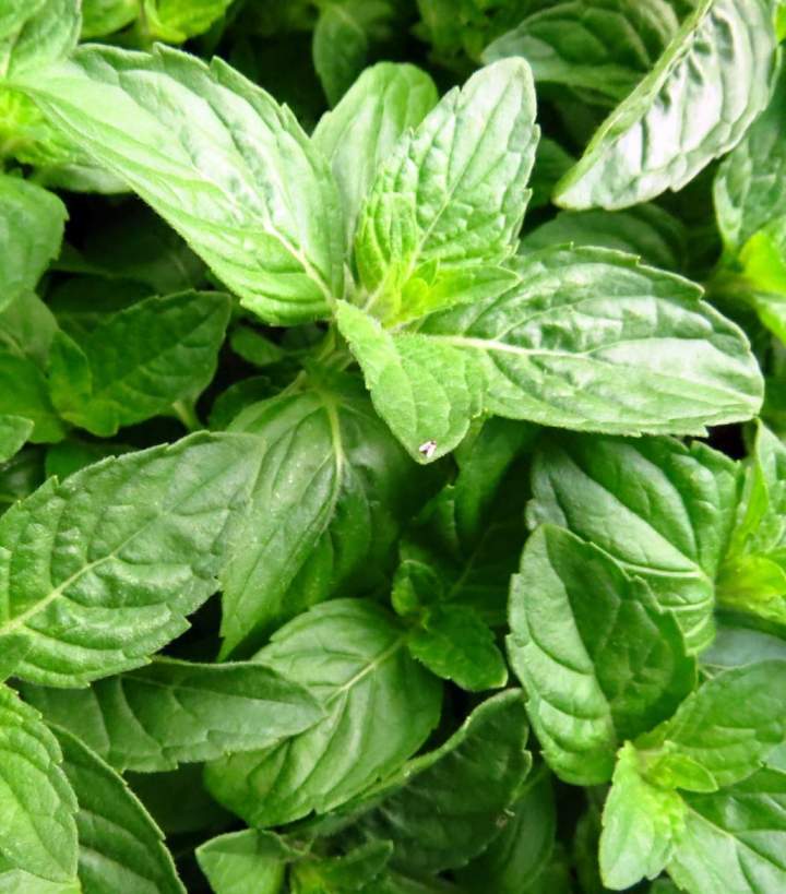 Organic Basil Miami