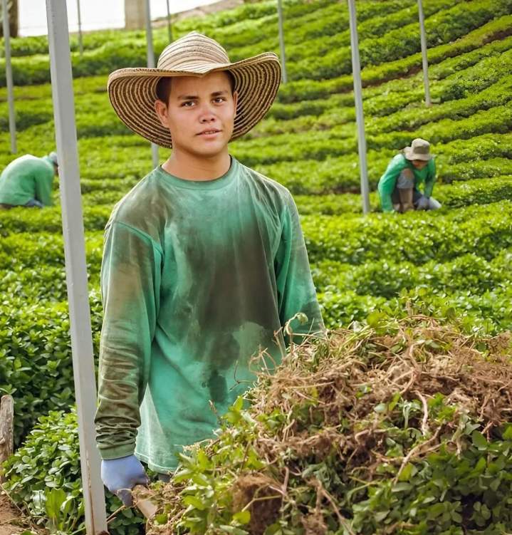 Large-Scale Herb Supplier Miami