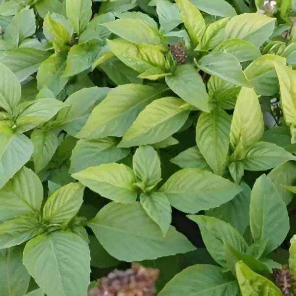 Albahaca Thain Miami