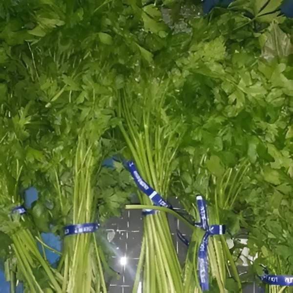 Perejil italiano Miami