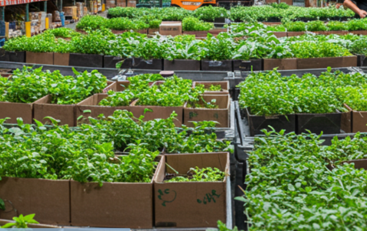 Wholesale Herb Supplier, Kendall<br/>Reliable Wholesale Herb Supplier, Kendall<br/>Affordable Wholesale Herb Supplier, Kendall